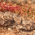 Puff Adder (Bitis arietans) Garry Smith